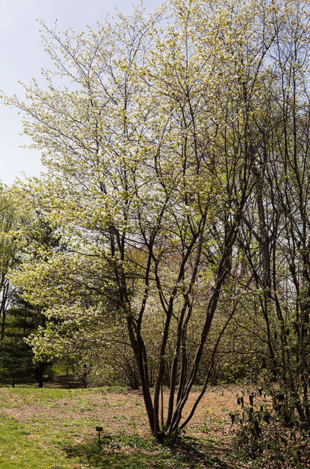 A full view of the tree