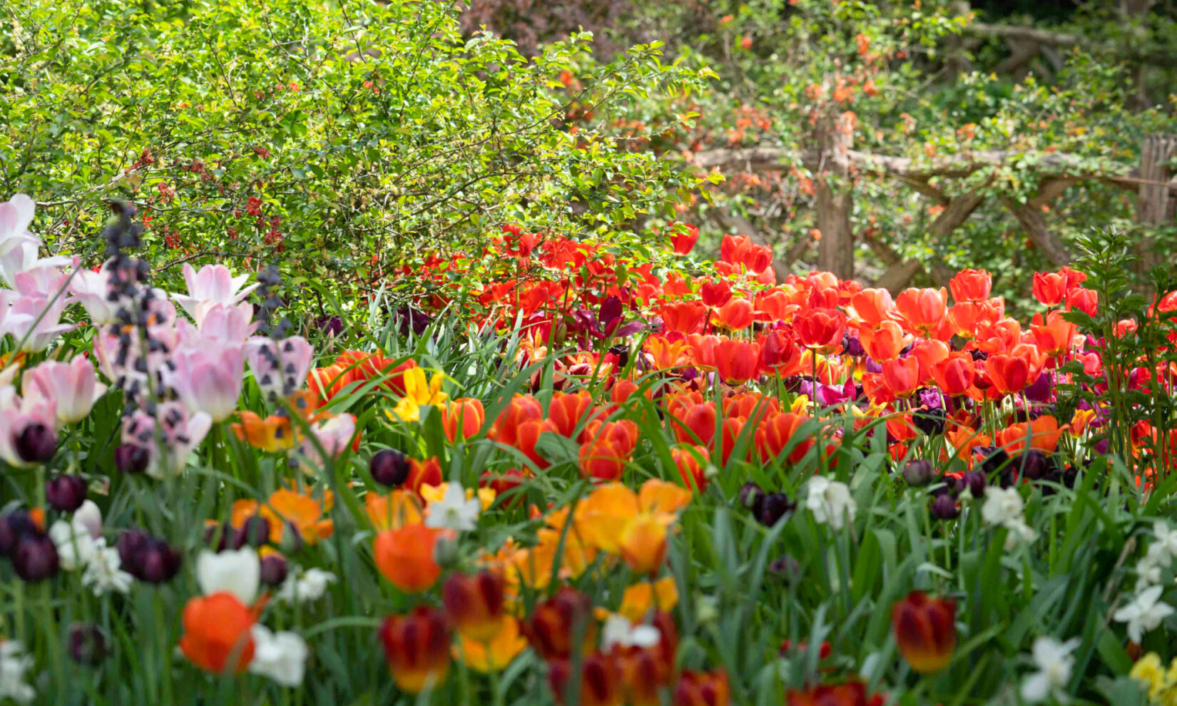 Flowers blooming in Shakespeare's Garden, Central Park, New York City