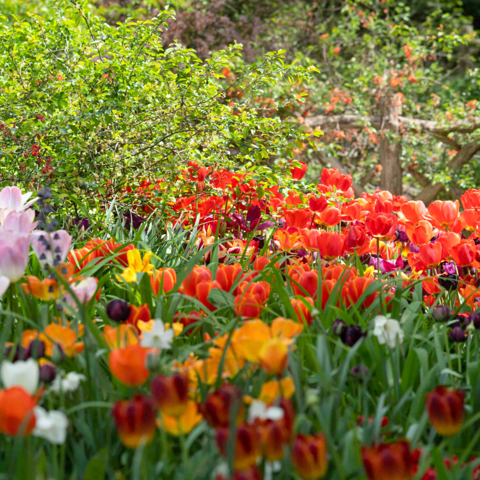 Flowers blooming in Shakespeare's Garden, Central Park, New York City