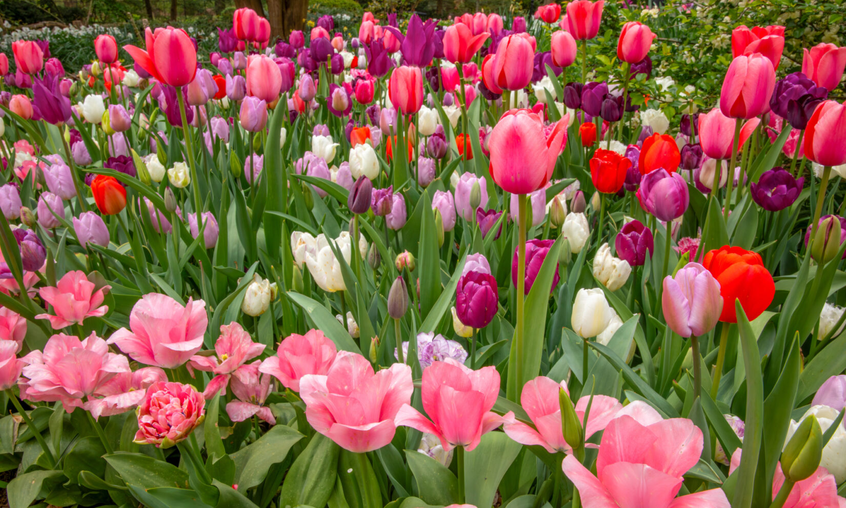 A closeup of pink, purple, white, and red tulips