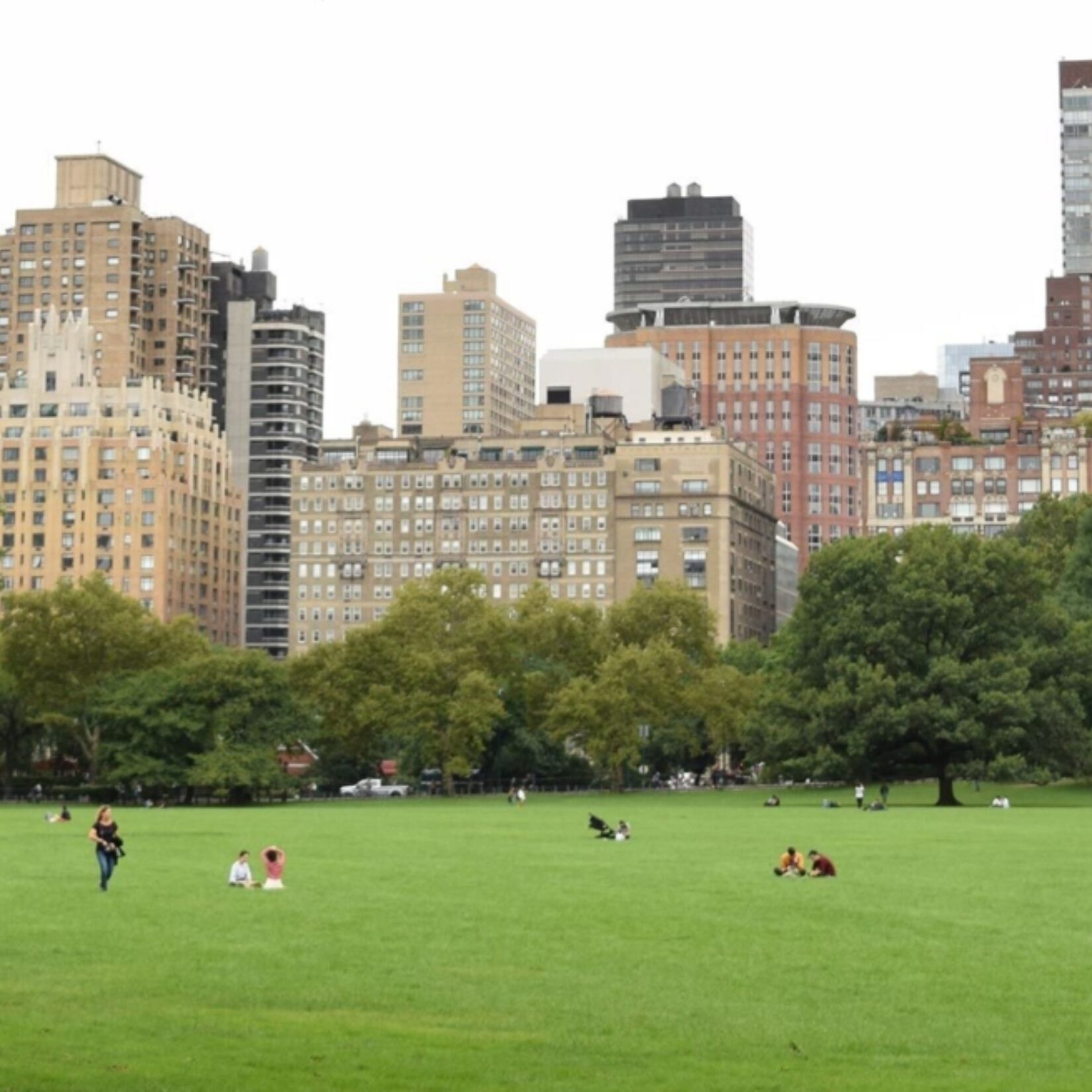 Sheep meadow landscape skyline