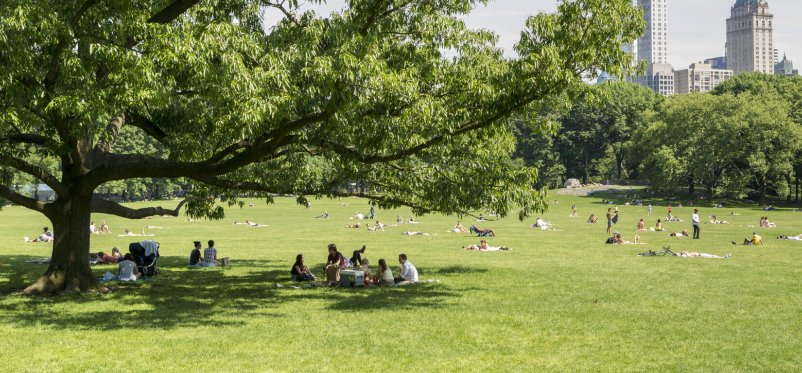 Picnickers under the shade of a tree in the Sheep Meadow on a beautiful summer day