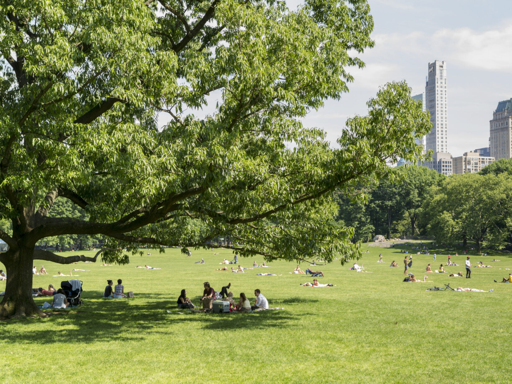 Picnickers under the shade of a tree in the Sheep Meadow on a beautiful summer day