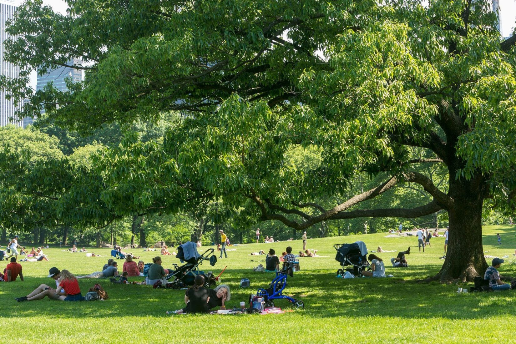 Park-goers enjoy the shade provided by a tree on Sheep Meadow.