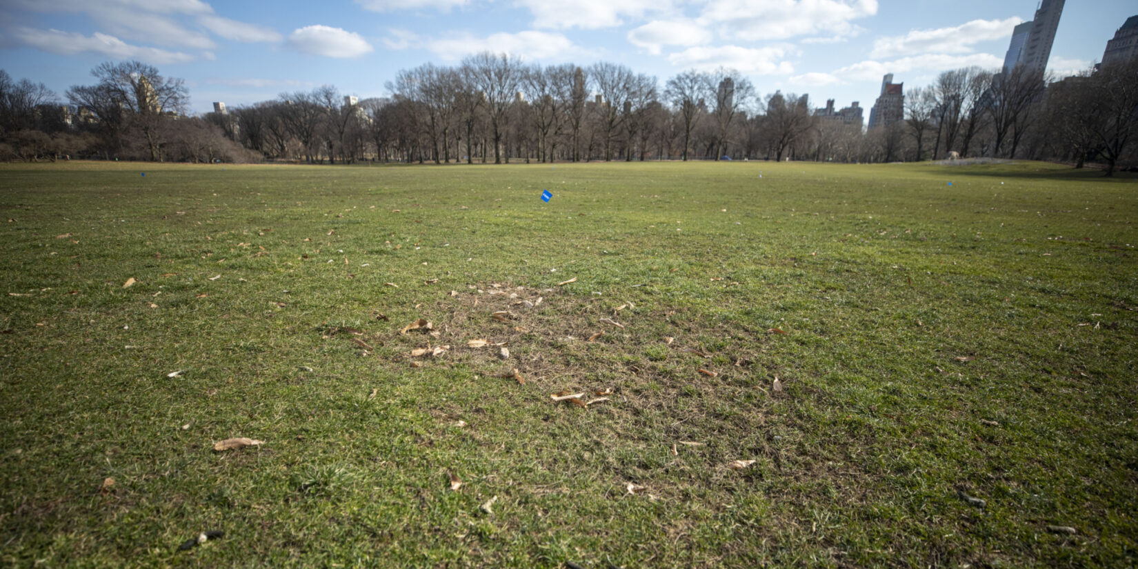 Sheep Meadow weeds 4