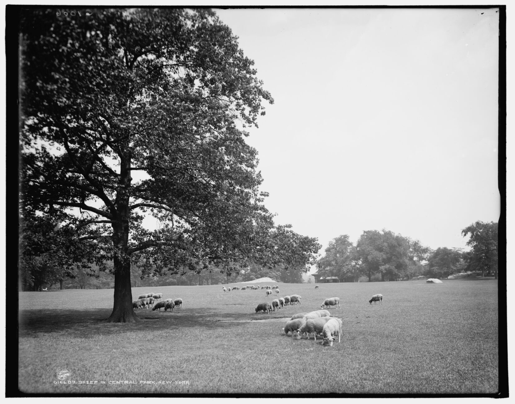 A black-and-white photo showing sheep grazing on the meadow.