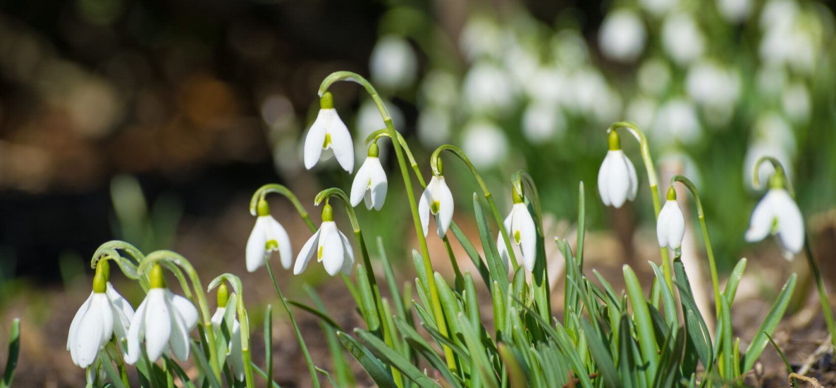 Snow Drops 20190313 001