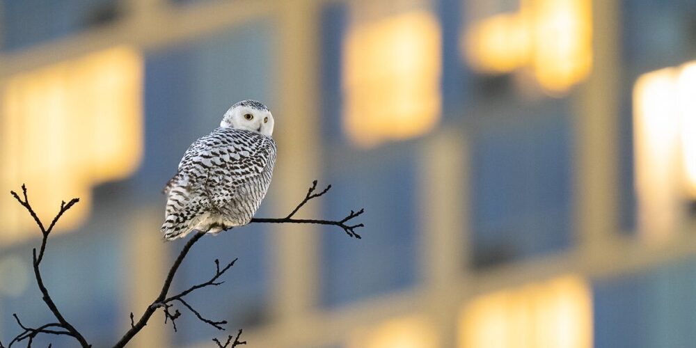 The owl is seen perched on the far end of a branch with the blurred image of large building in the background.