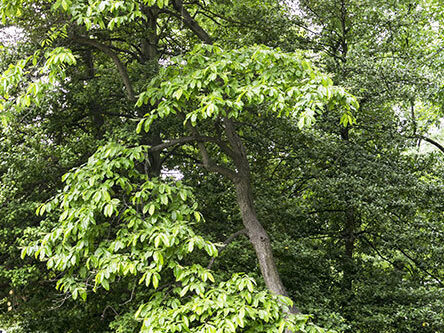 A view of the tree