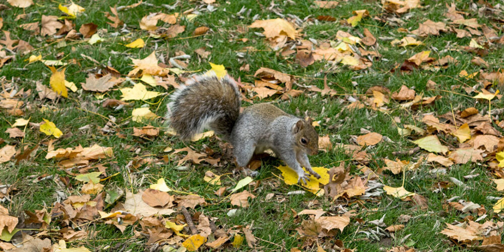 A squirrel surrounded by fallen leaves