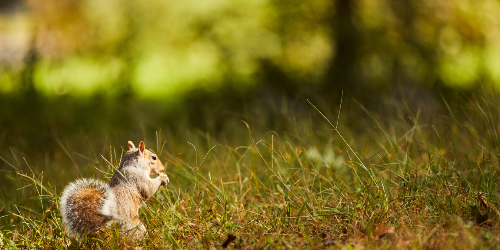 Squirrel Census2 Photo by Scott Lowden