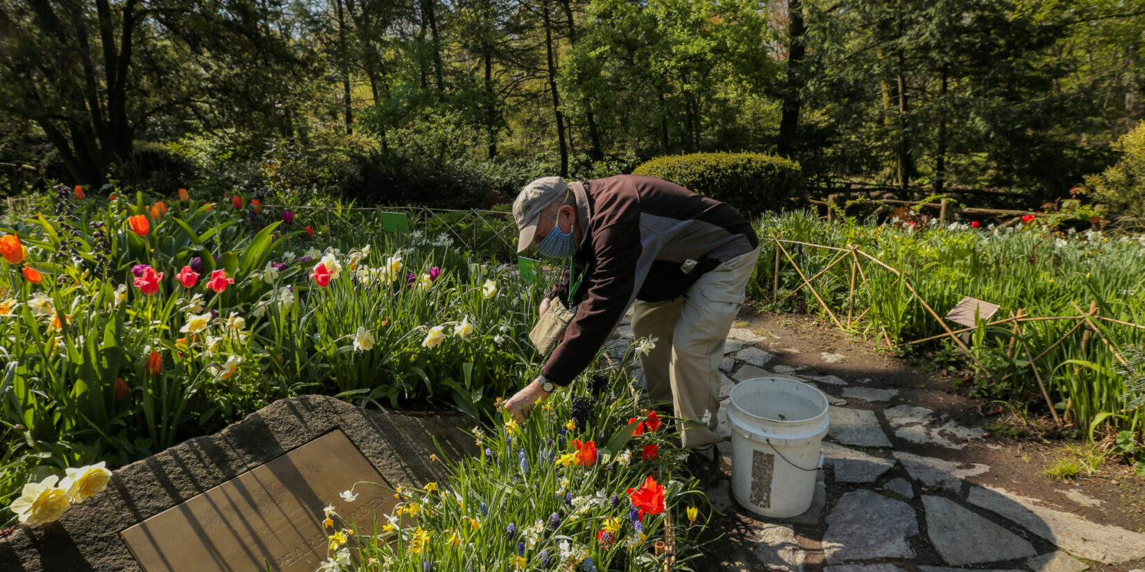 The staff member stoops to tend the blooms in a section of the Shakespeare Garden in spring.