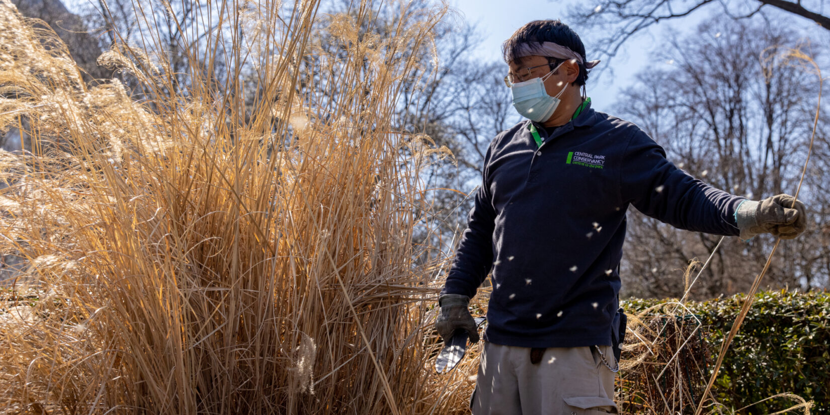 The Conservancy worker is shown confronting tall, yellowed stalks of miscanthus.