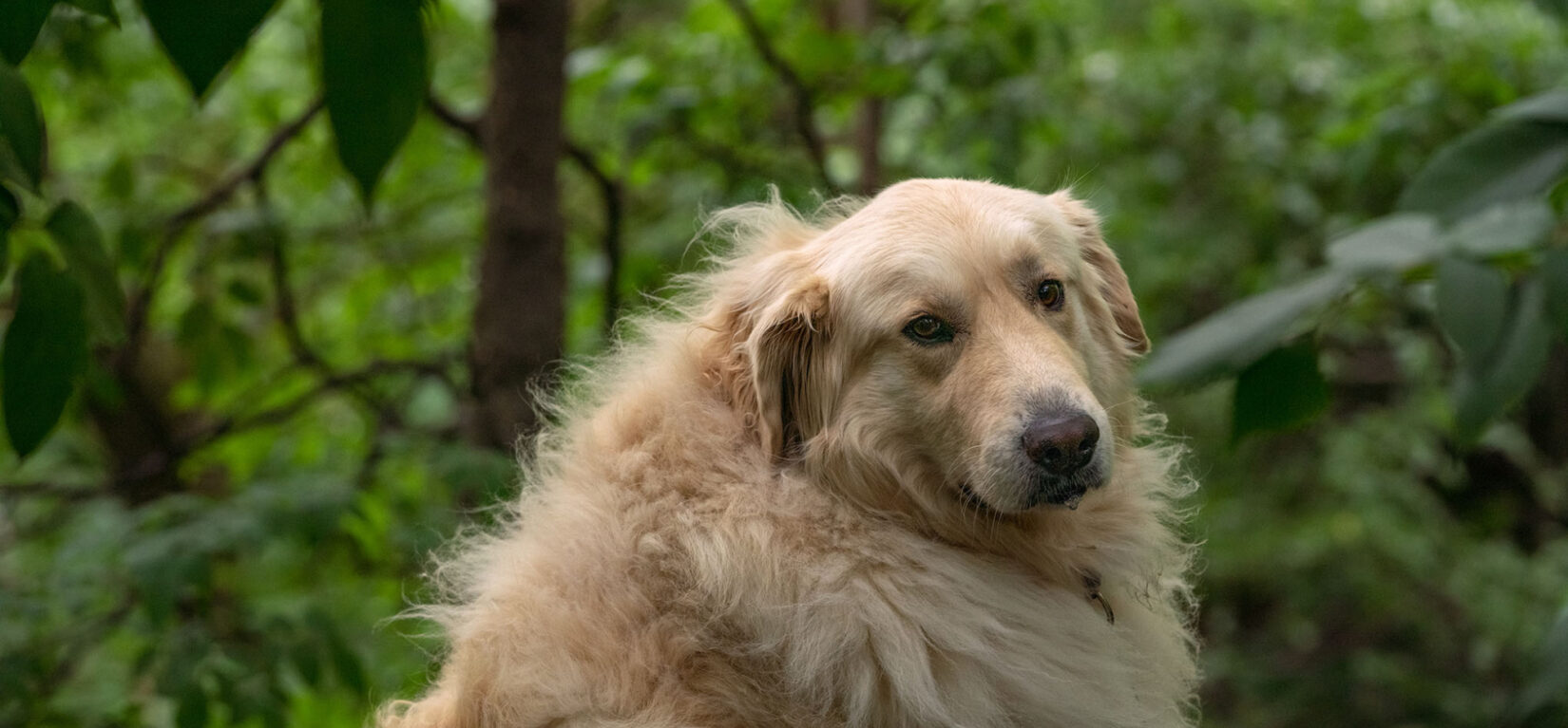 A dog with a fluffy, golden coat with the green of the Park in the background