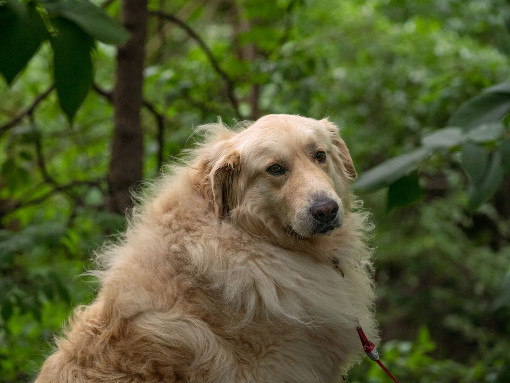 A dog with a fluffy, golden coat with the green of the Park in the background