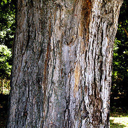 Detail of bark