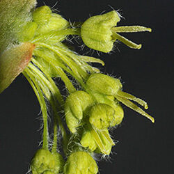 Detail of flowers