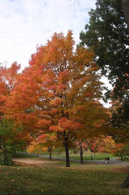 A full view of the tree