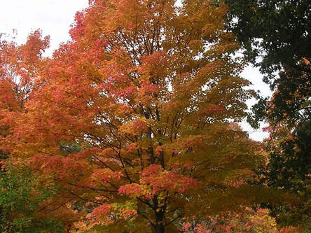 A full view of the tree