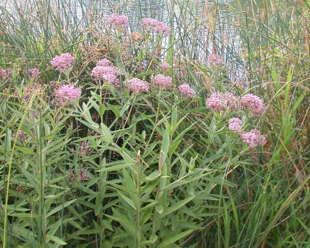 Swamp milkweed Ascelpias incarnata