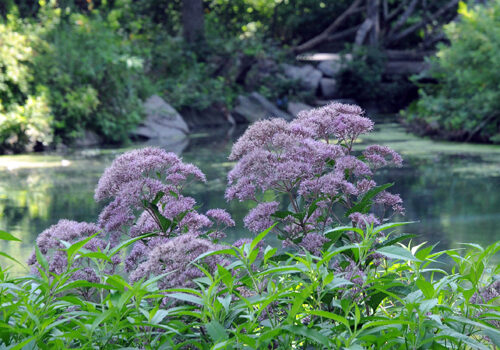 A view of the plant