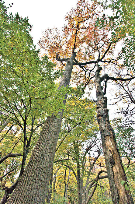 A full view of the tree