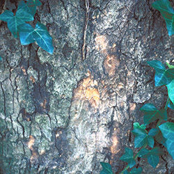 Detail of bark