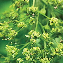 Detail of flowers