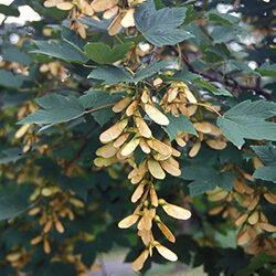 Detail of fruit