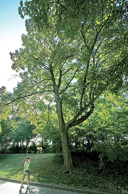 A full view of the tree