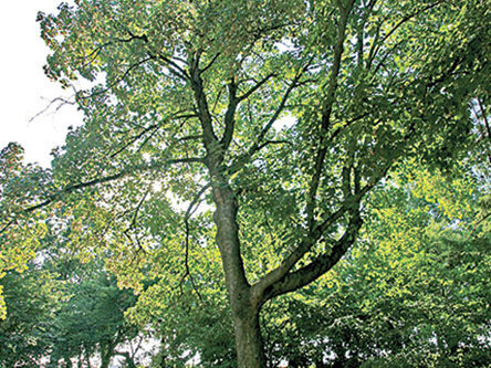 A full view of the tree