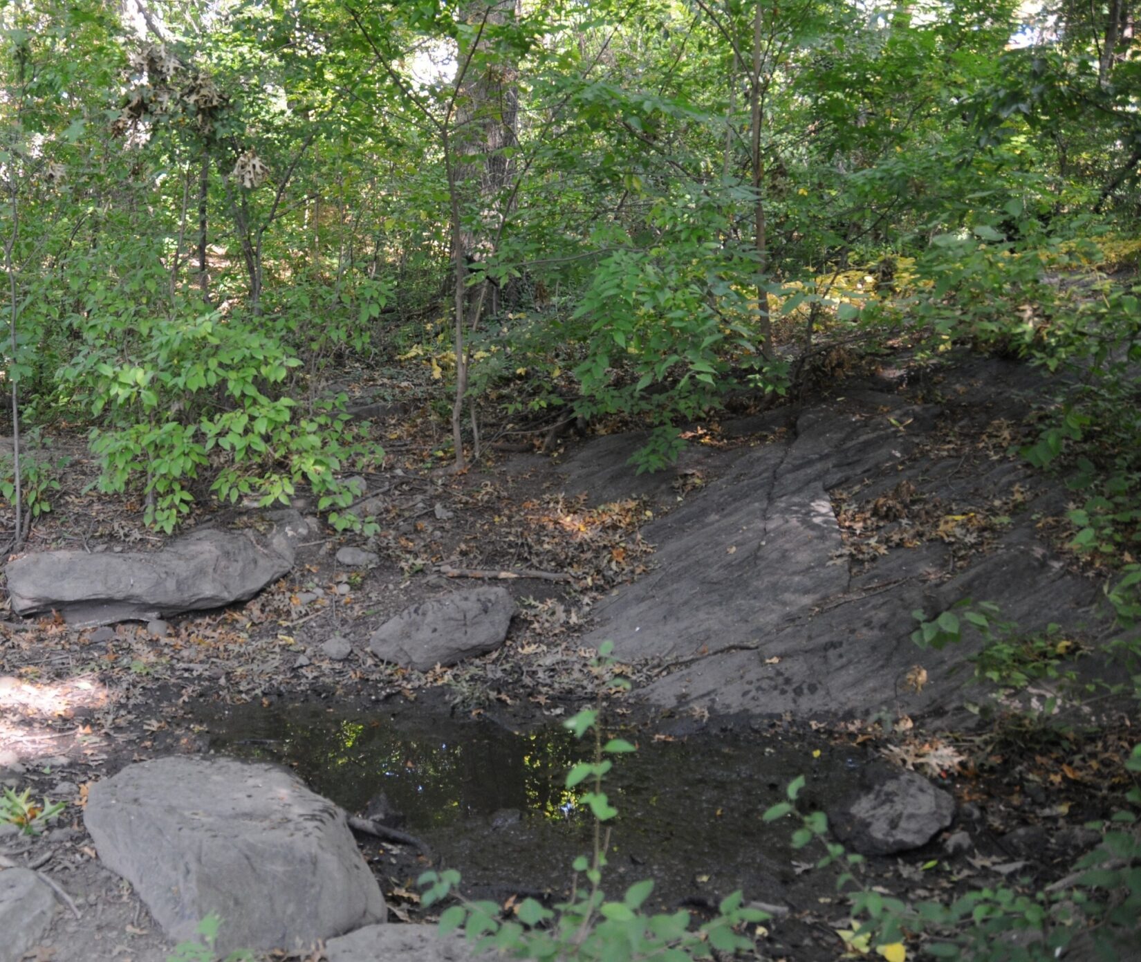 A small pool of water nestled in schist under leafy boughs