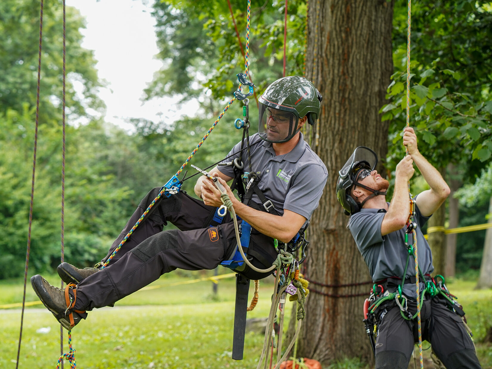 Two arborists in protective gear, suited up in climbing equipment and hoisting themselves into the air