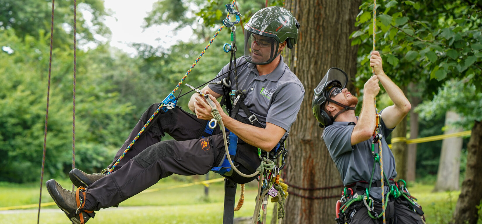 Two arborists in protective gear, suited up in climbing equipment and hoisting themselves into the air