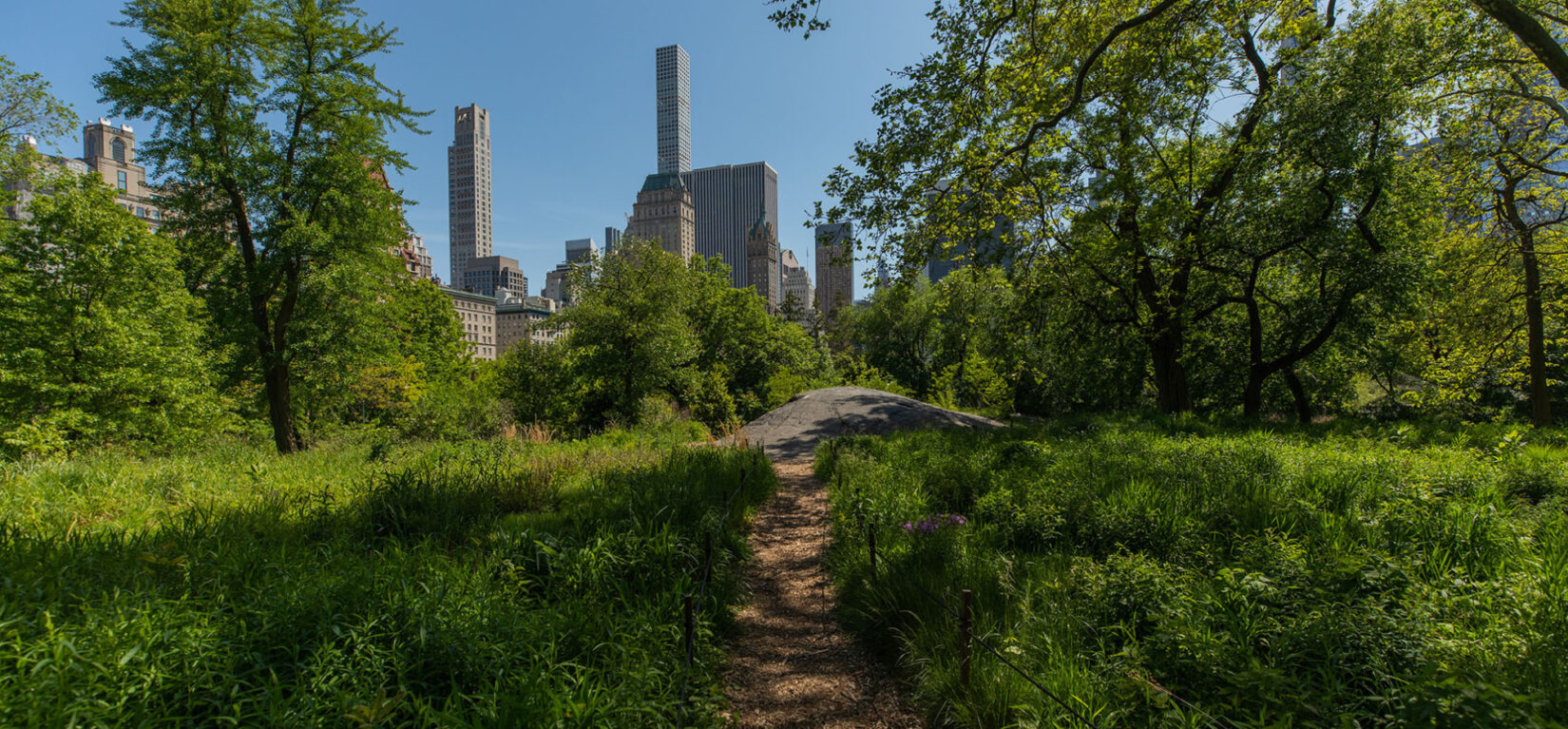 A footpath leading up the Dene Slope, with the skyline of Manhattan in the distance