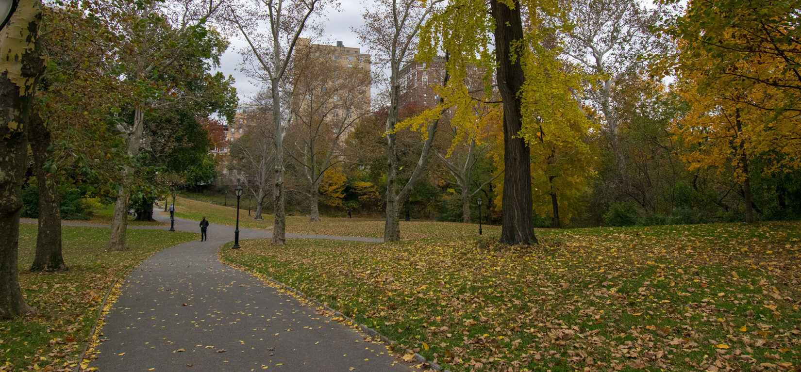 Autumn leaves strewn on the ground on either side of a path through the North End