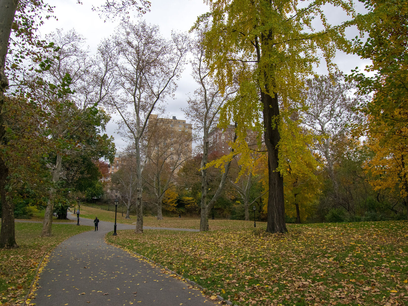 Autumn leaves strewn on the ground on either side of a path through the North End