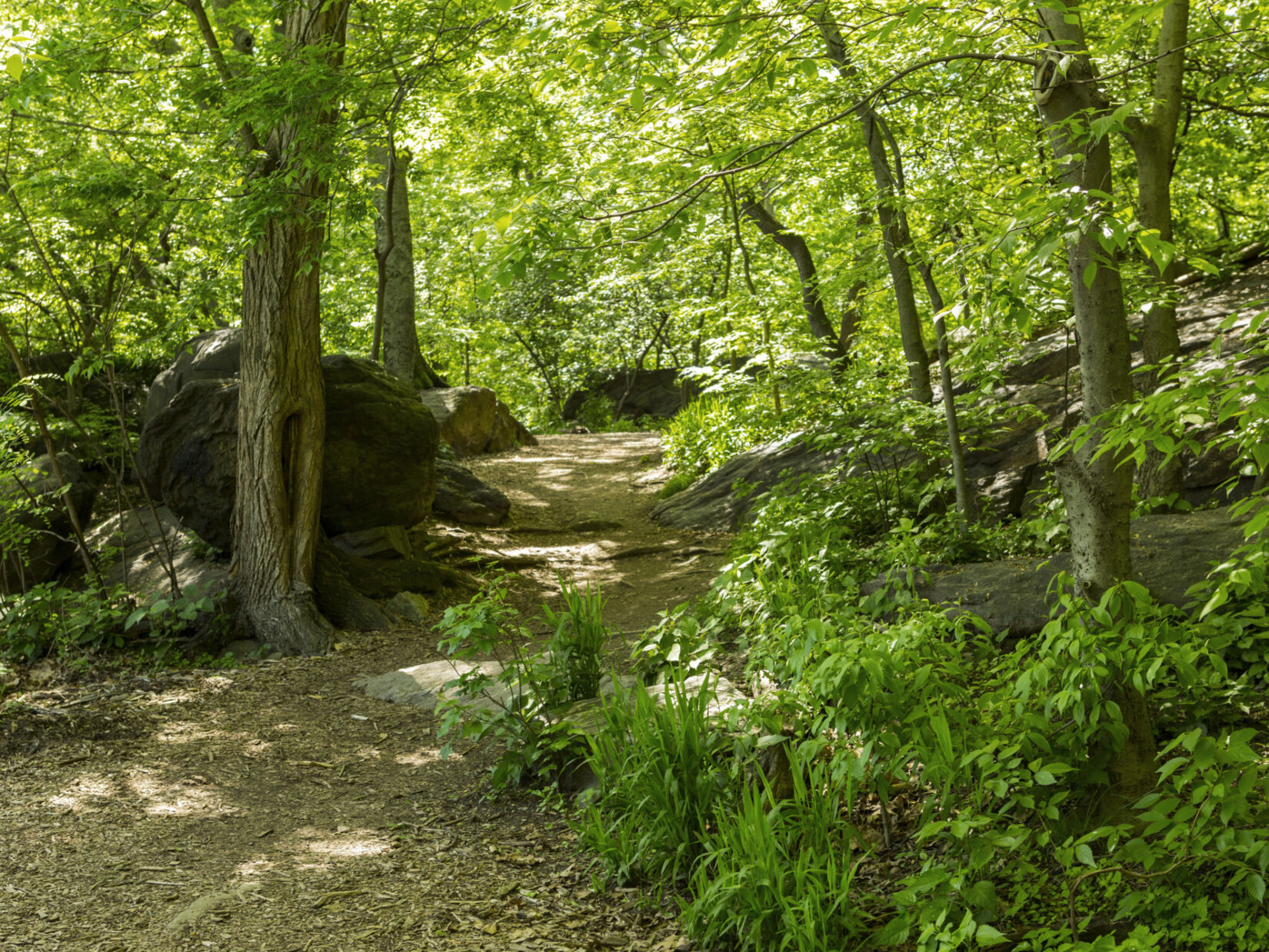 A path through the trees and landscape of the Ramble