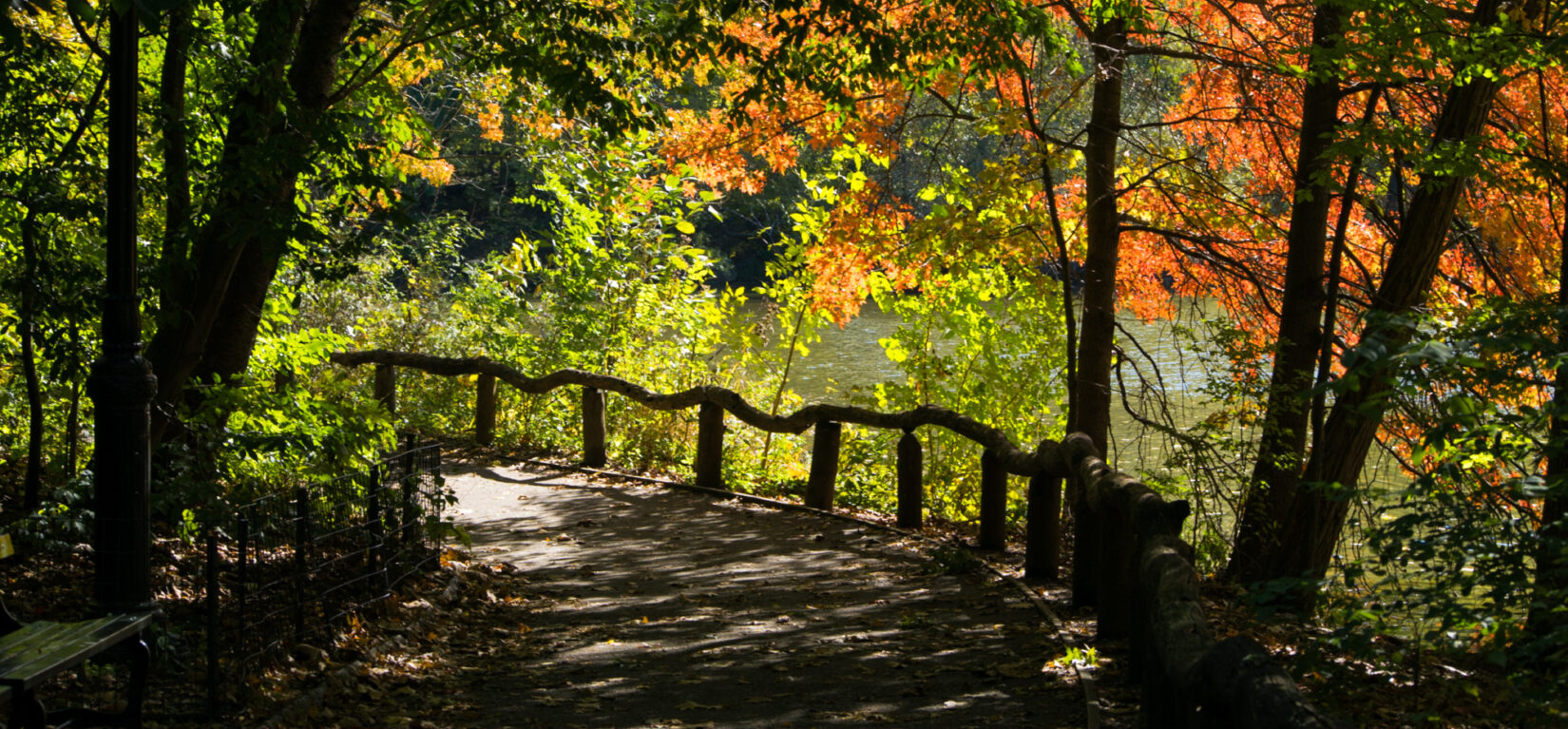 A path through the Ramble