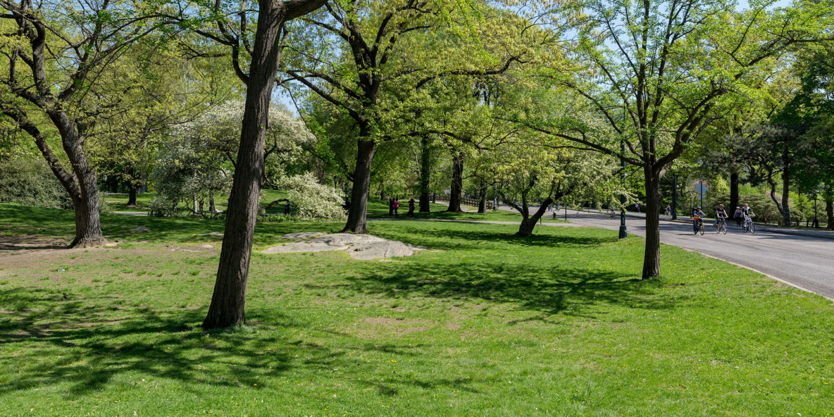 A section of the Seneca Village site, with slender trees widely spaced under a spring sky