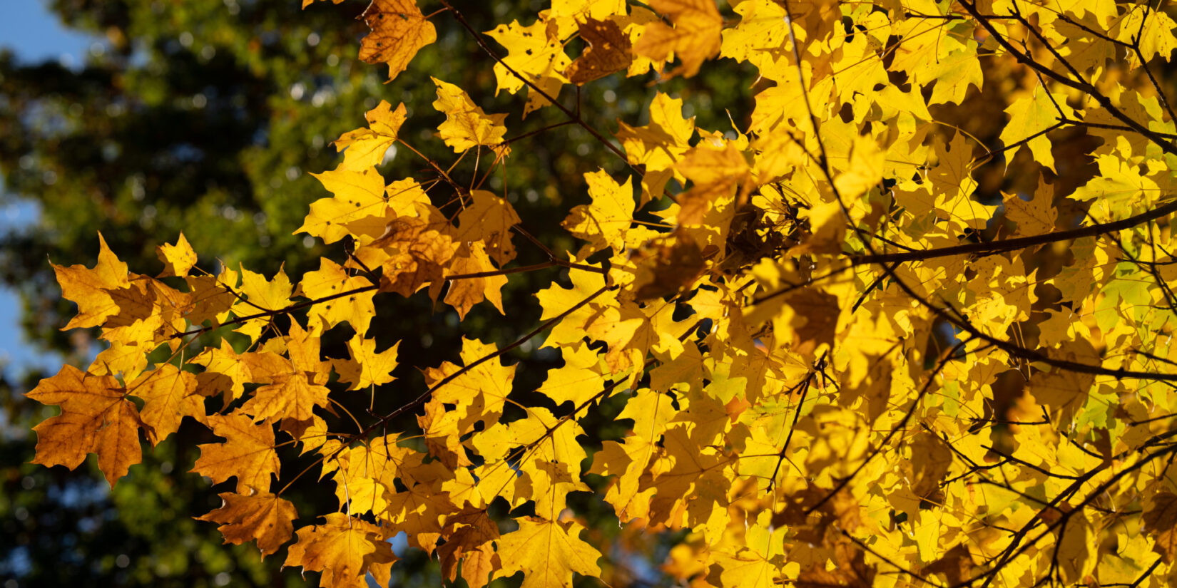 Looking up through a branch of autumn leaves