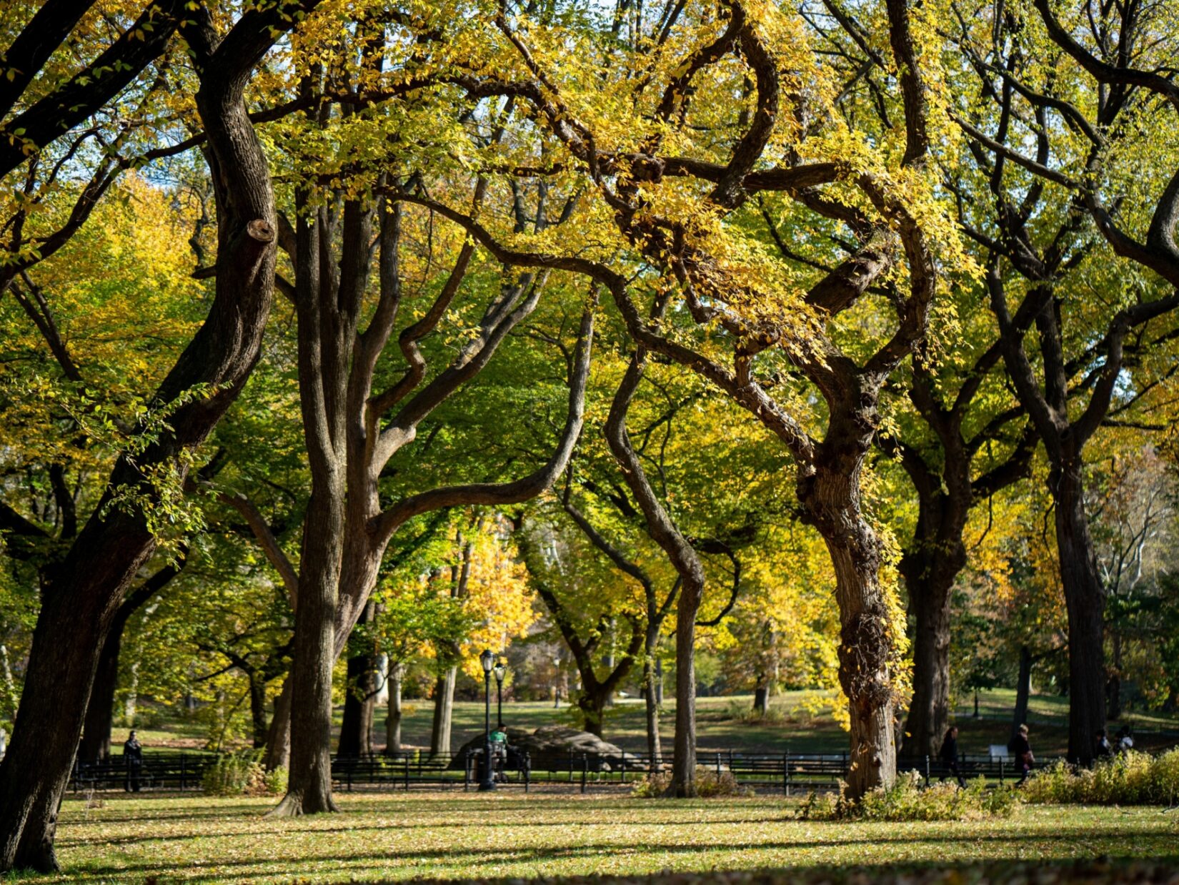 A view of the Mall in spring