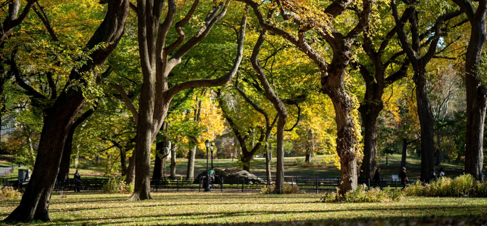 A view of the Mall in spring