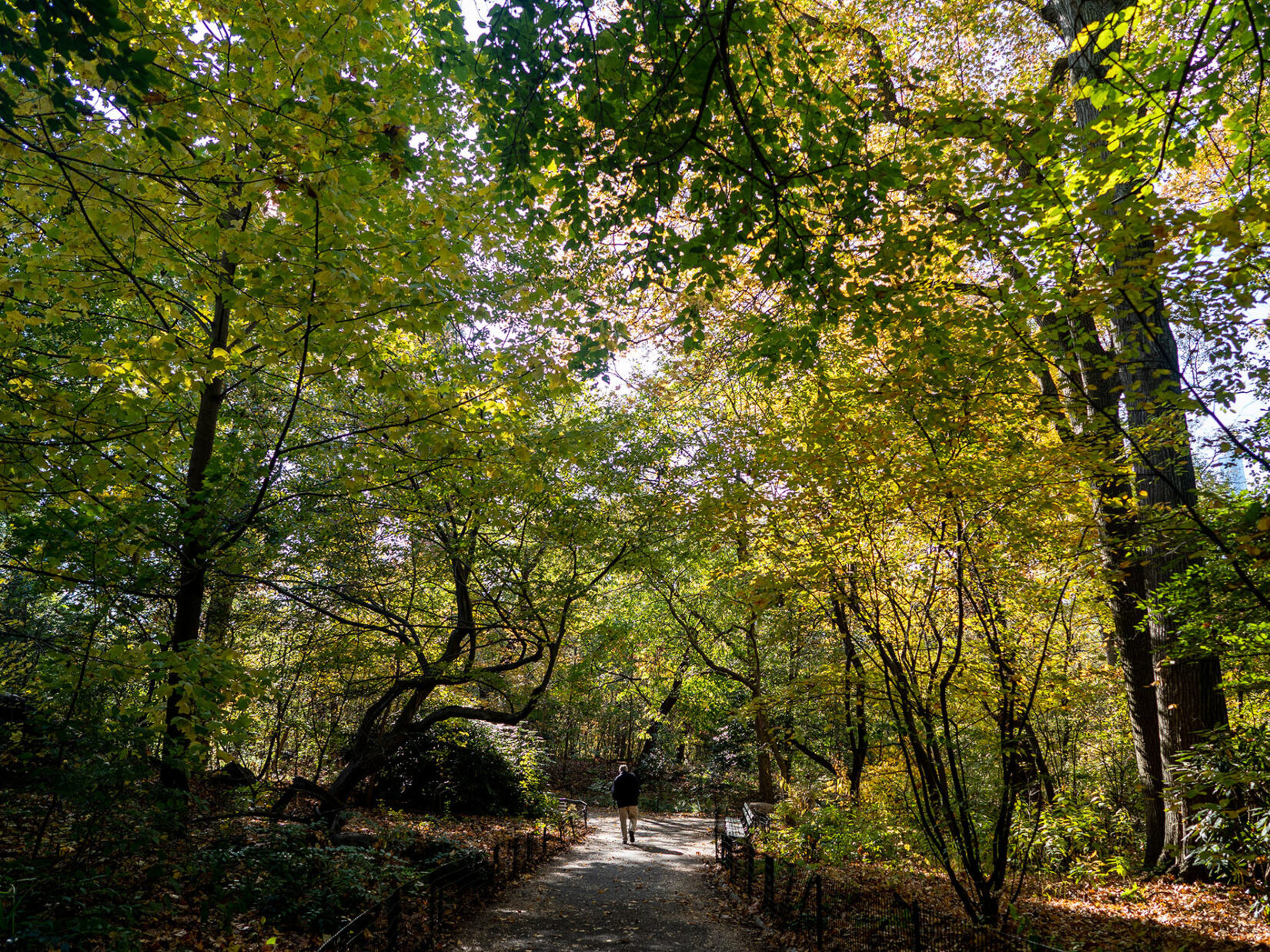 Light streams throught the dense branches of the Ramble