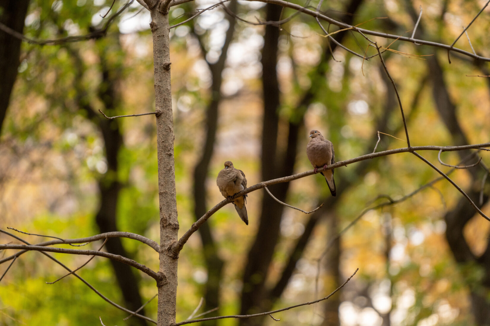 Birds on a branch in the Ramble