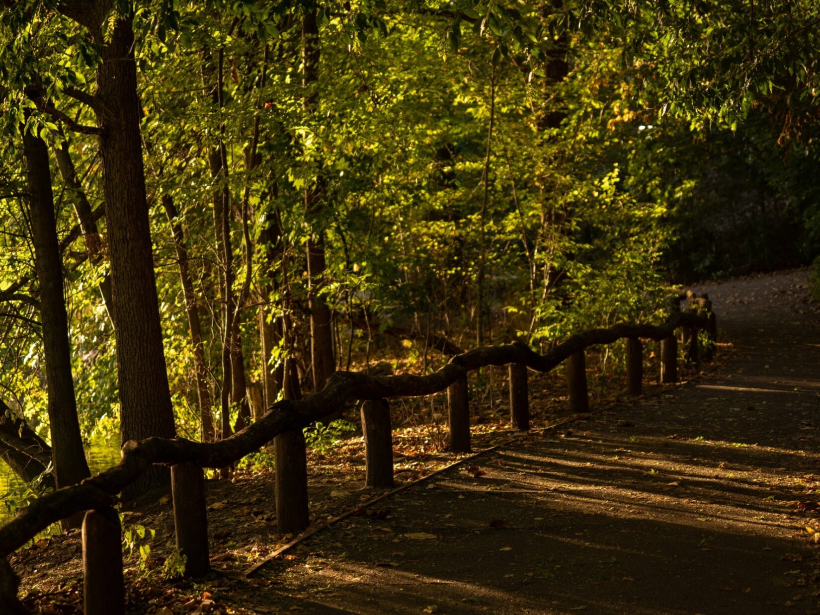 A deeply-shadowed rustic path through the Ramble