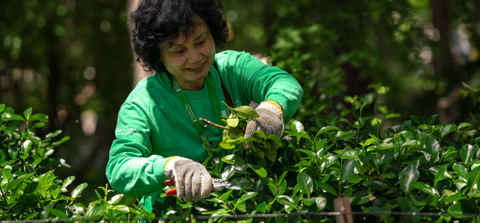 A volunteer in a green Conservancy sweatshirt prunes a bush