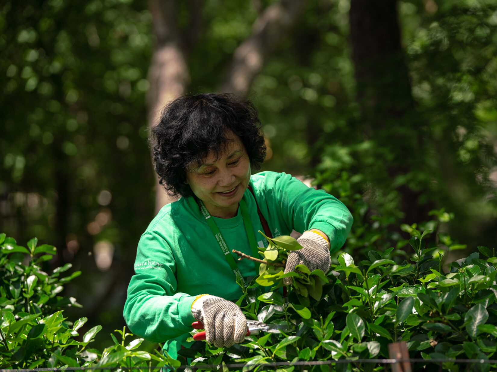 A volunteer in a green Conservancy sweatshirt prunes a bush