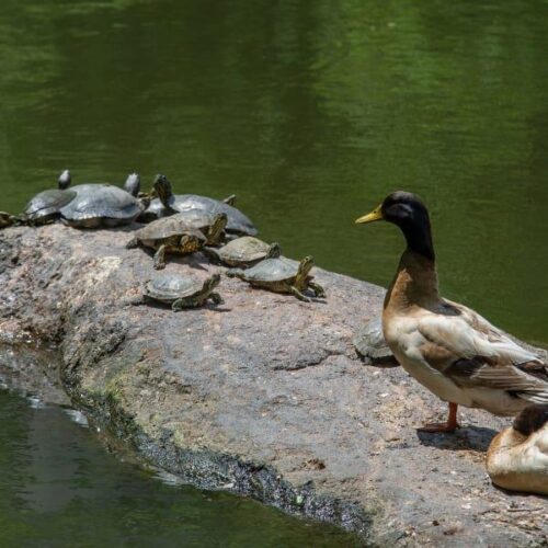 Turtles cluster at the end of a rock in the pond while two ducks stand by impassively