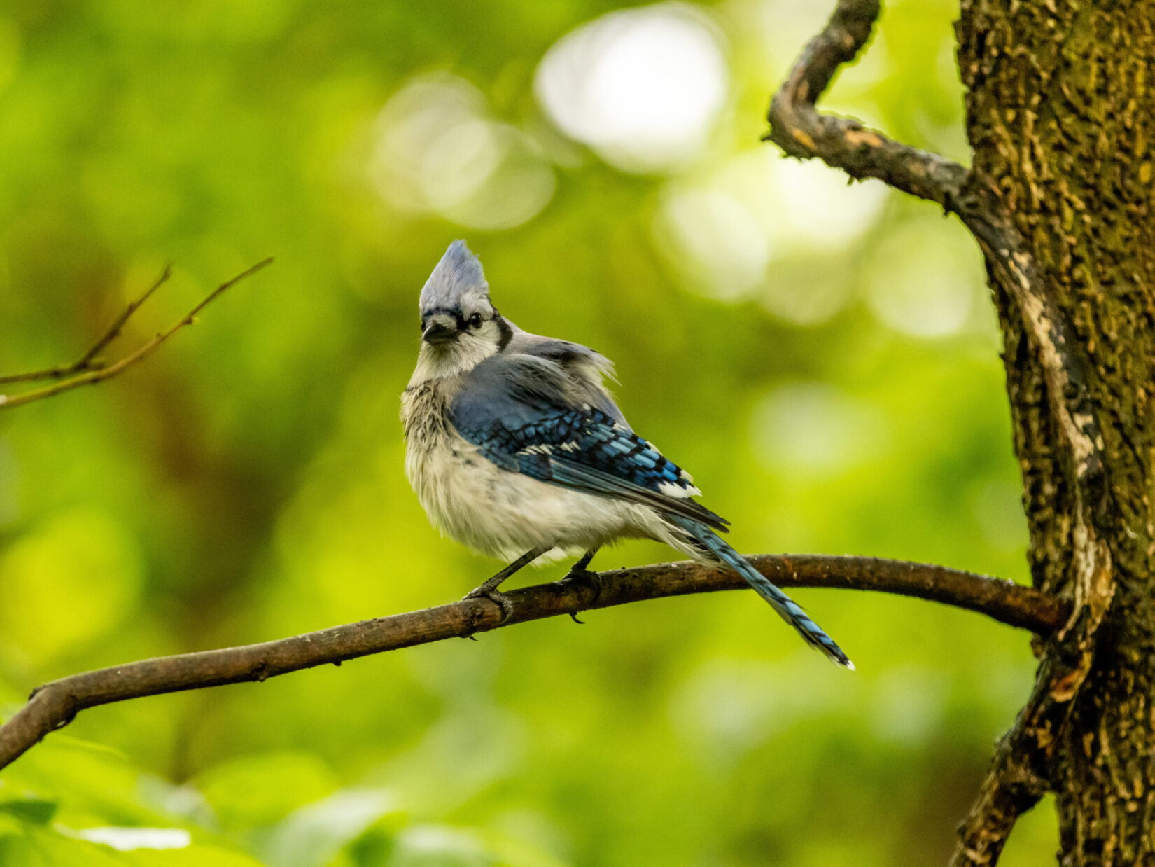 Tours Birding Basics 20220519 54